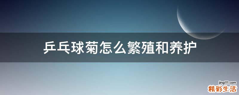 乒乓球菊怎么繁殖和养护
