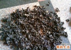 木耳发霉了还能吃吗