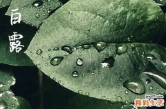 白露前出生还是白露后出生好 出生于白露时节好吗