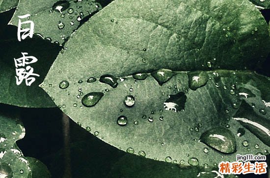 白露前出生还是白露后出生好 出生于白露时节好吗