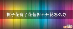 栀子花有了花苞但不开花怎么办