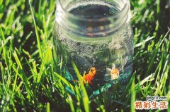 老年人补钙的食物有哪些