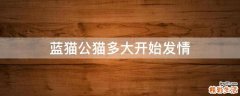 蓝猫公猫多大开始发情