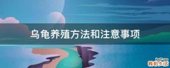 乌龟养殖方法和注意事项