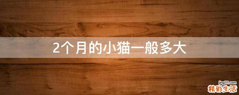 2个月的小猫一般多大