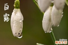 白露是什么节气 白露是昼夜温差最大节气