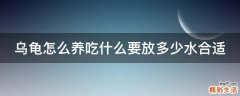 乌龟怎么养吃什么要放多少水合适