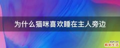 为什么猫咪喜欢睡在主人旁边
