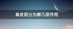 真皮层分为哪几层作用