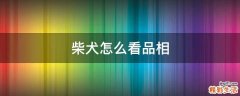 柴犬怎么看品相