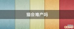 猫会难产吗