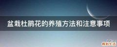 盆栽杜鹃花的养殖方法和注意事项