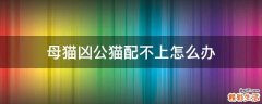 母猫凶公猫配不上怎么办