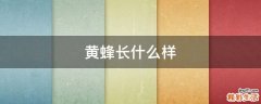 黄蜂长什么样