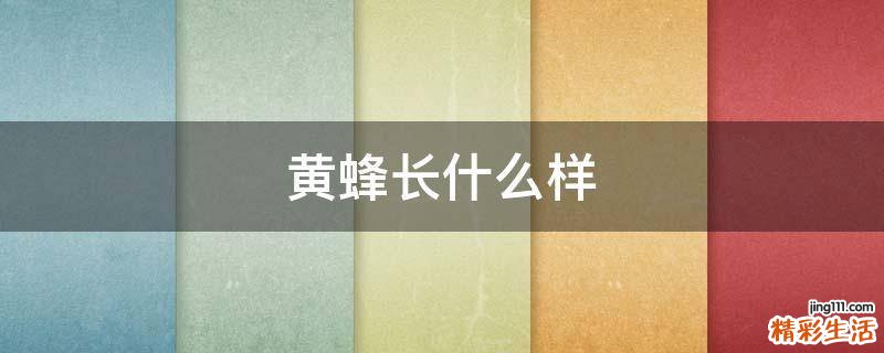 黄蜂长什么样