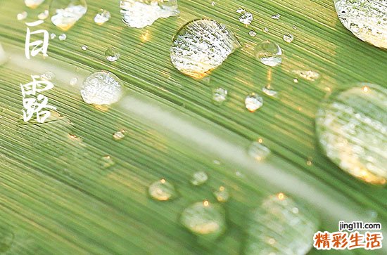 白露时节“玄鸟归”，猜猜“玄鸟”是哪种鸟