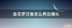 金花罗汉鱼怎么养出爆头
