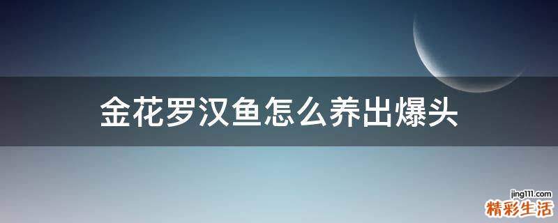 金花罗汉鱼怎么养出爆头