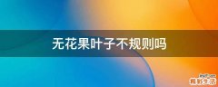 无花果叶子不规则吗