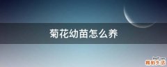 菊花幼苗怎么养