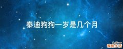 泰迪狗狗一岁是几个月