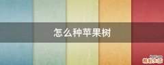 怎么种苹果树