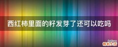 西红柿里面的籽发芽了还可以吃吗