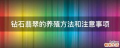 钻石翡翠的养殖方法和注意事项