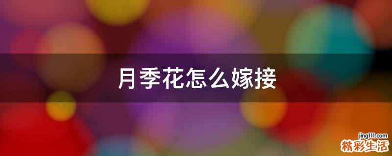 月季花怎么嫁接