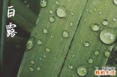 明日白露几时几分,2023年几时白露