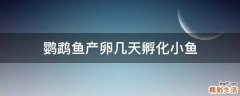 鹦鹉鱼产卵几天孵化小鱼