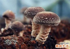 鲜香菇怎么选 教你如何选香菇
