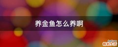 养金鱼怎么养啊