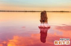 美容养颜的10种食物