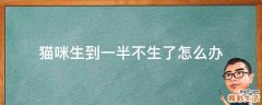 猫咪生到一半不生了怎么办