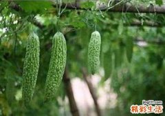 孕妇可以吃苦瓜吗