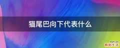 猫尾巴向下代表什么