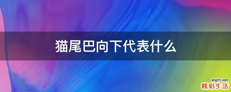 猫尾巴向下代表什么