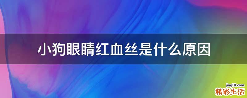 小狗眼睛红血丝是什么原因