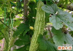 糖尿病人能吃苦瓜吗