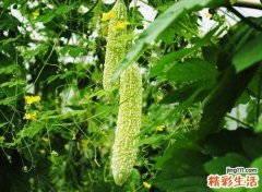 苦瓜这样吃，清热降火、解毒防癌、降血糖