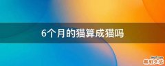 6个月的猫算成猫吗