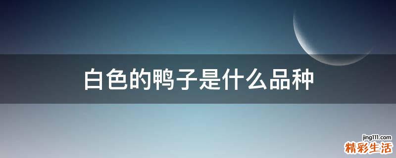 白色的鸭子是什么品种