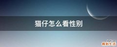 猫仔怎么看性别