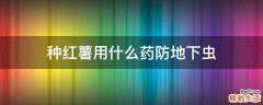 种红薯用什么药防地下虫