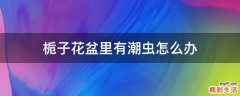 栀子花盆里有潮虫怎么办