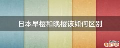 日本早樱和晚樱该如何区别