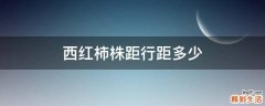西红柿株距行距多少
