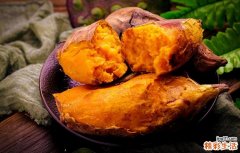 吃红薯需要注意什么 哪些人不适合吃红薯