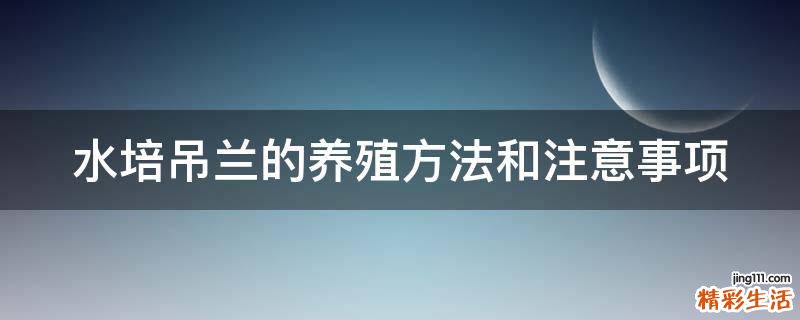 水培吊兰的养殖方法和注意事项